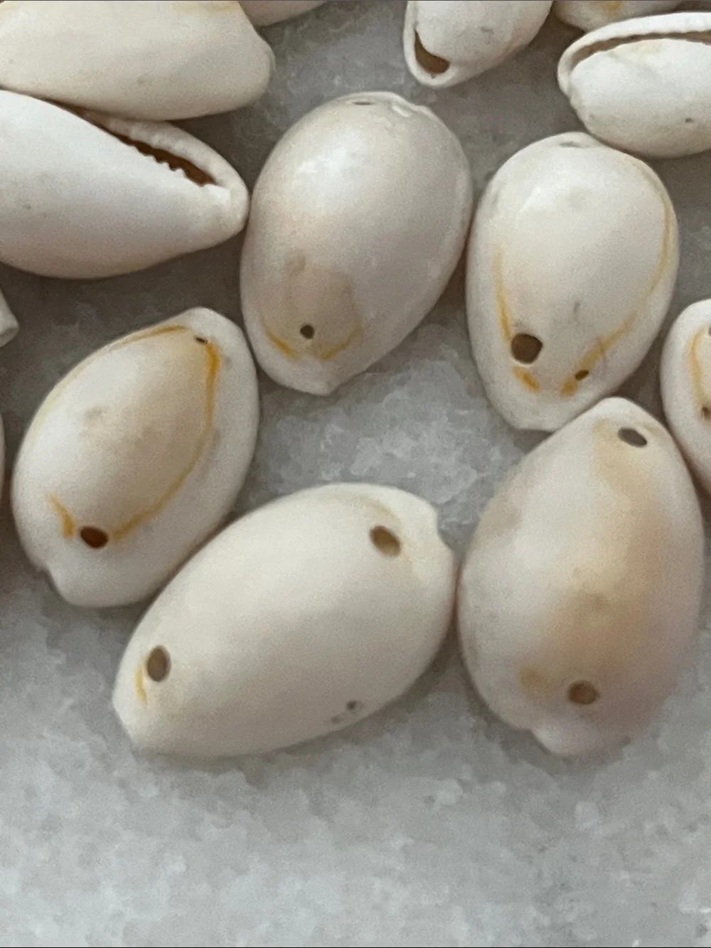 100 Natural White /Yellow Cowrie Shell Beads - Strand Ready Drilled East to West